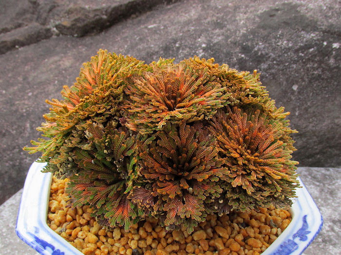 画像: 金麒麟　（4号プラ）