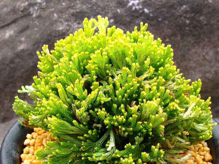 画像1: 珊瑚閣　2.5Ｐ