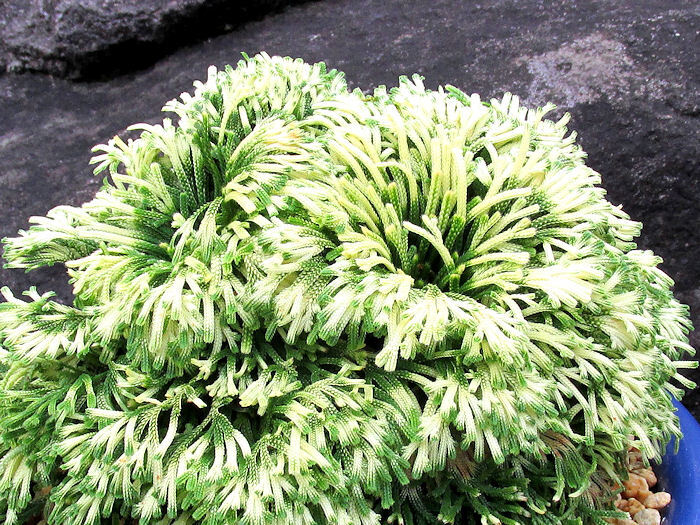 画像1: 尾張富士　2.5Ｐ