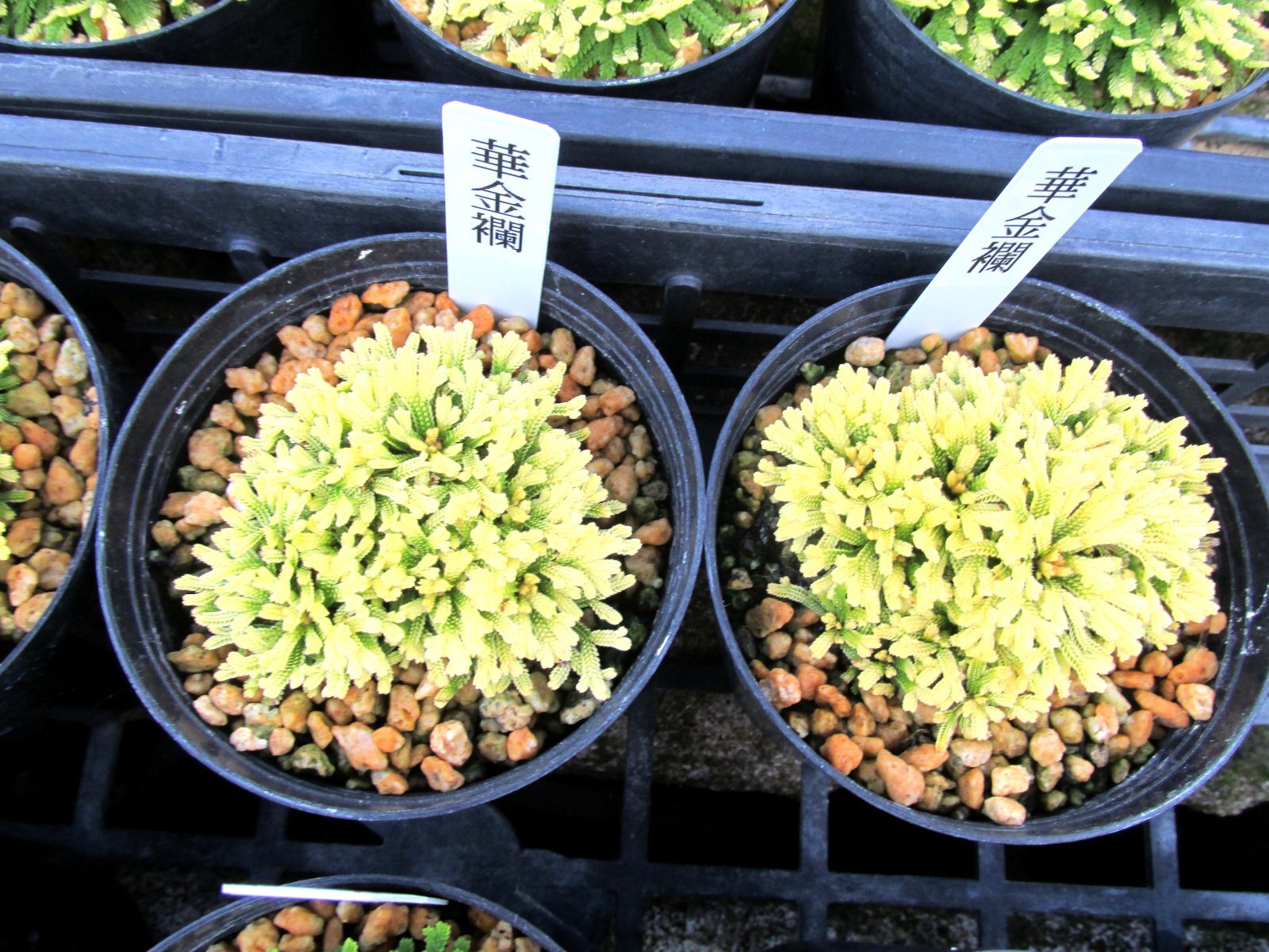 画像: 華金襴　2.5Ｐ