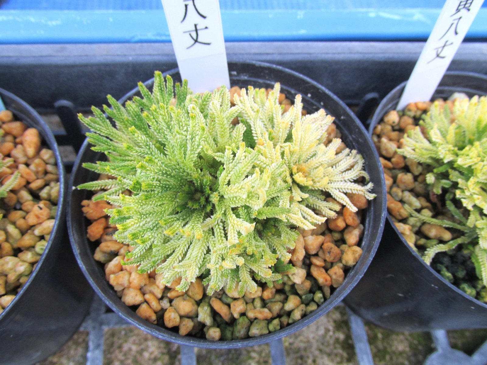 画像: 黄八丈　2.5Ｐ