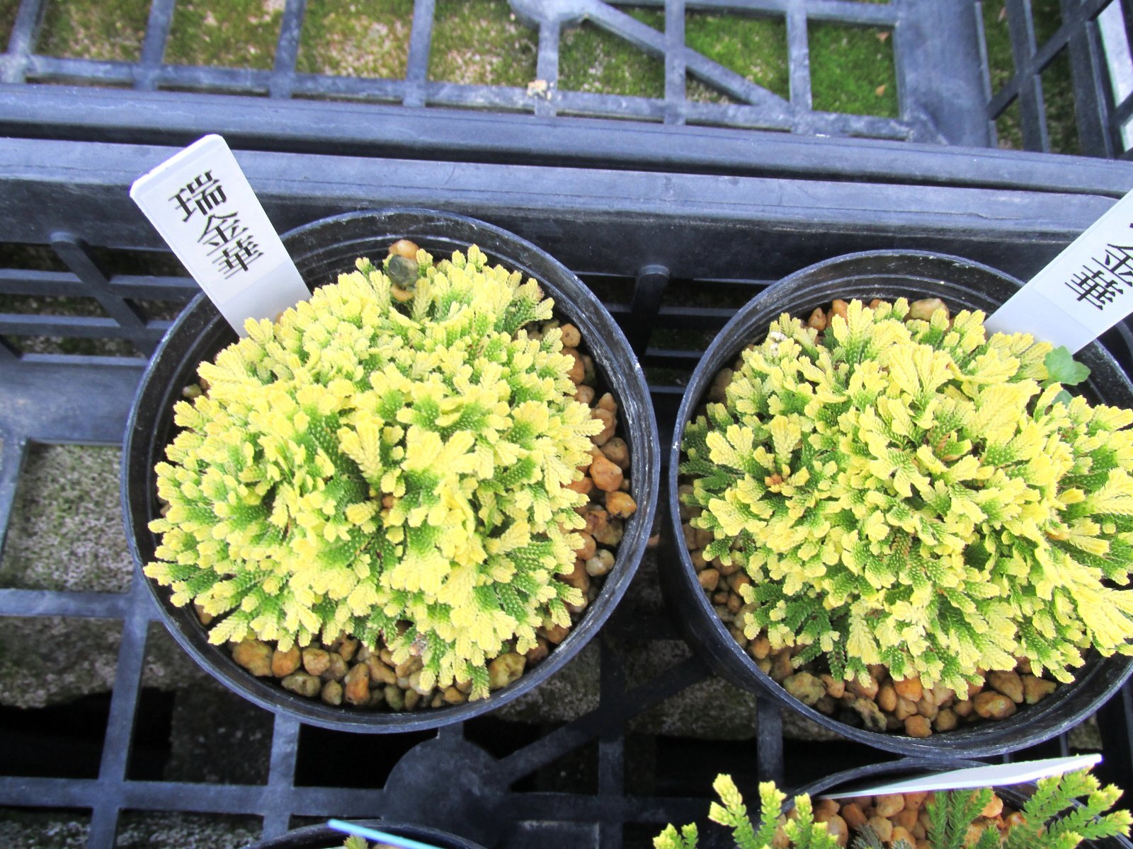 画像: 瑞金華　2.5Ｐ