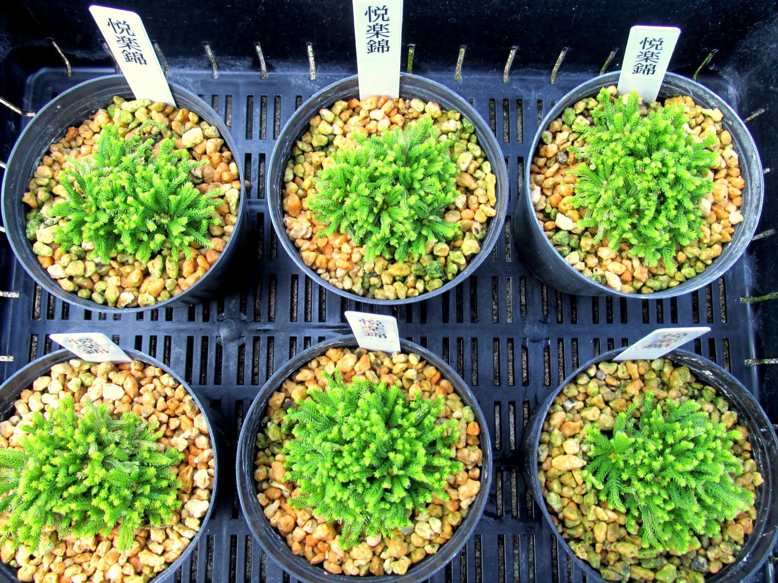 画像: 悦楽錦　2.5Ｐ