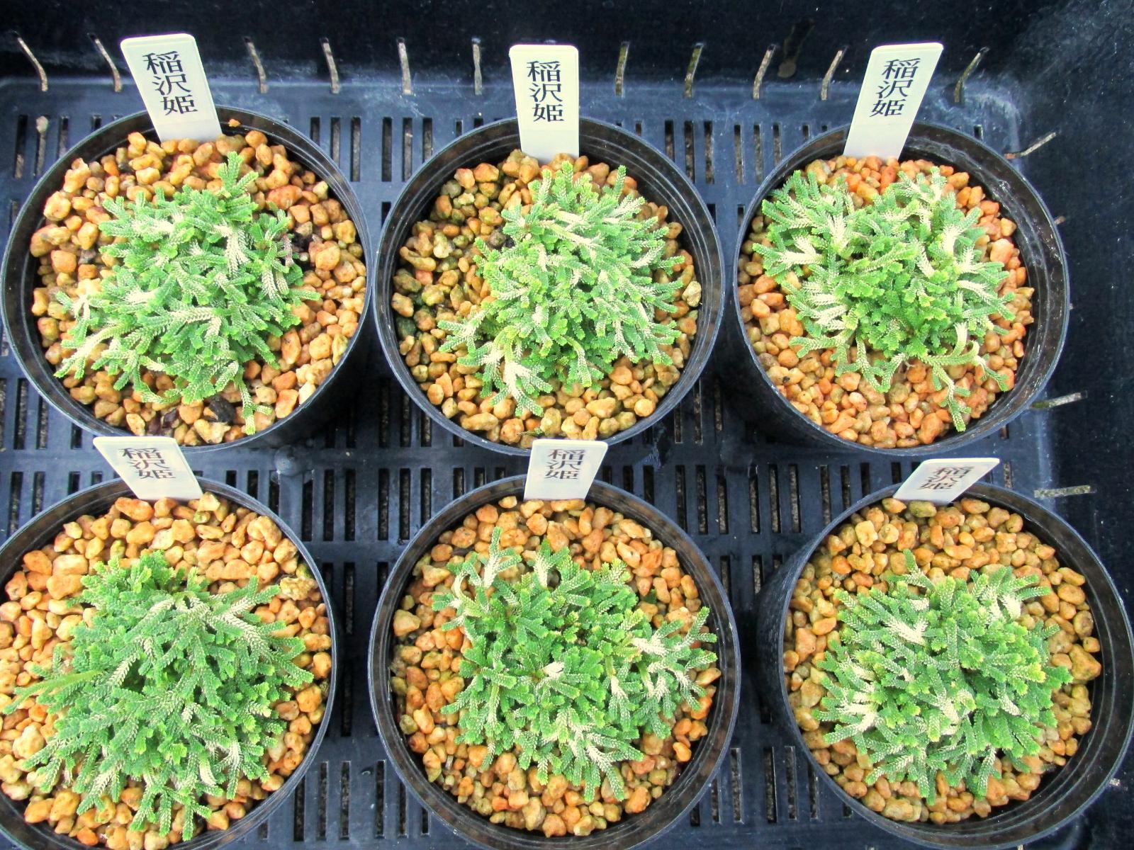 画像: 稲沢姫　2.5Ｐ