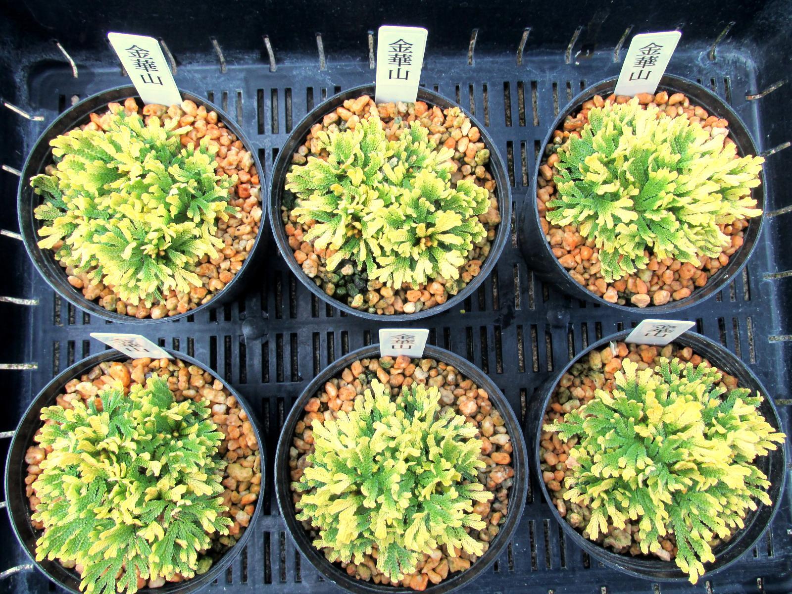 画像: 金華山　2.5Ｐ