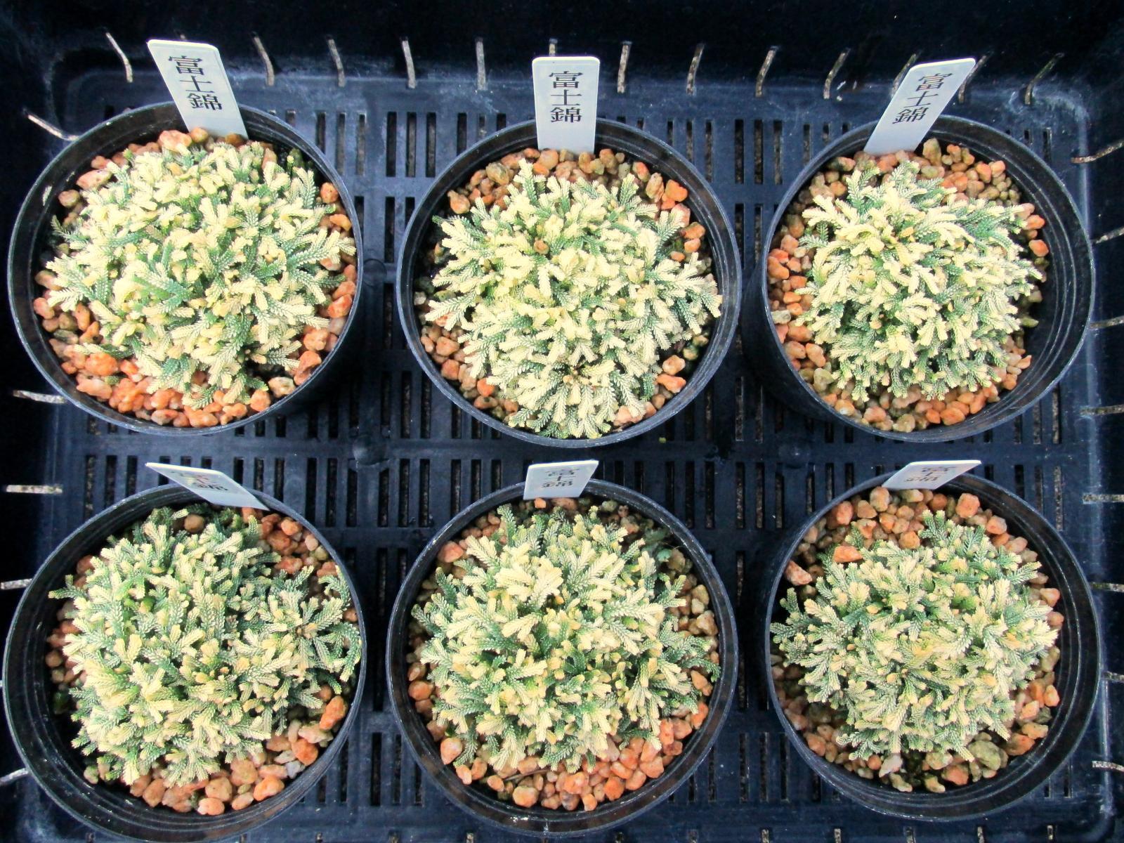 画像: 富士錦　2.5Ｐ