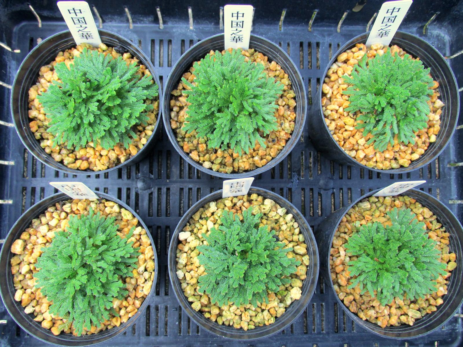 画像: 中国之華　2.5Ｐ