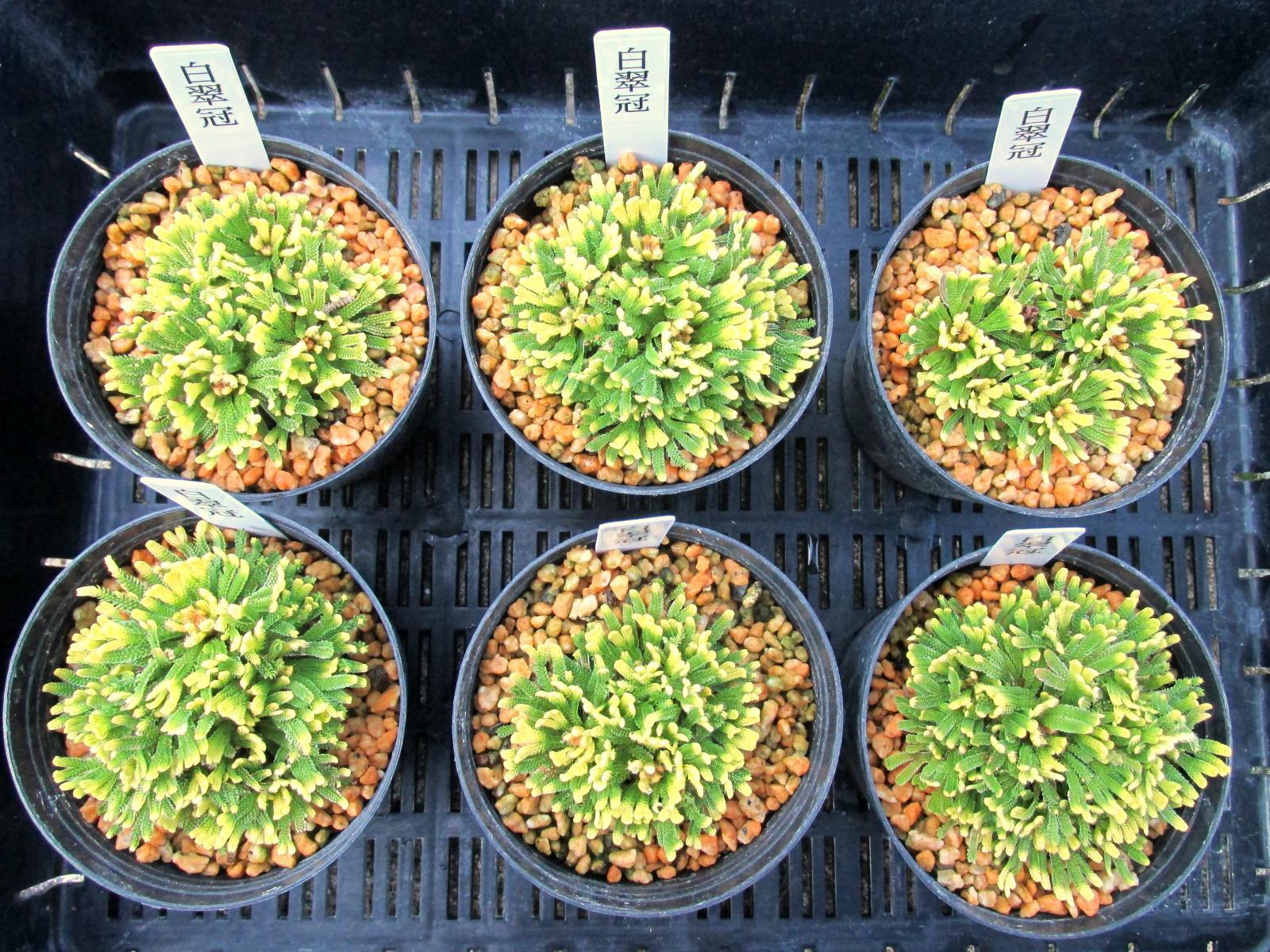 画像: 白翠冠　2.5Ｐ
