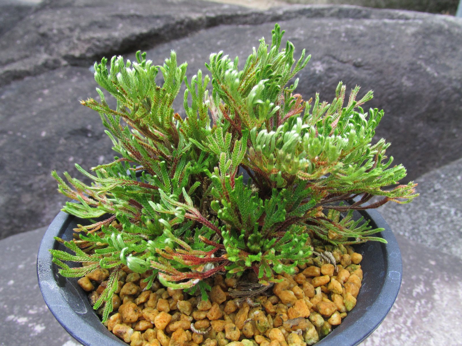 画像1: 尾鷲錦　（4.5号プラ）
