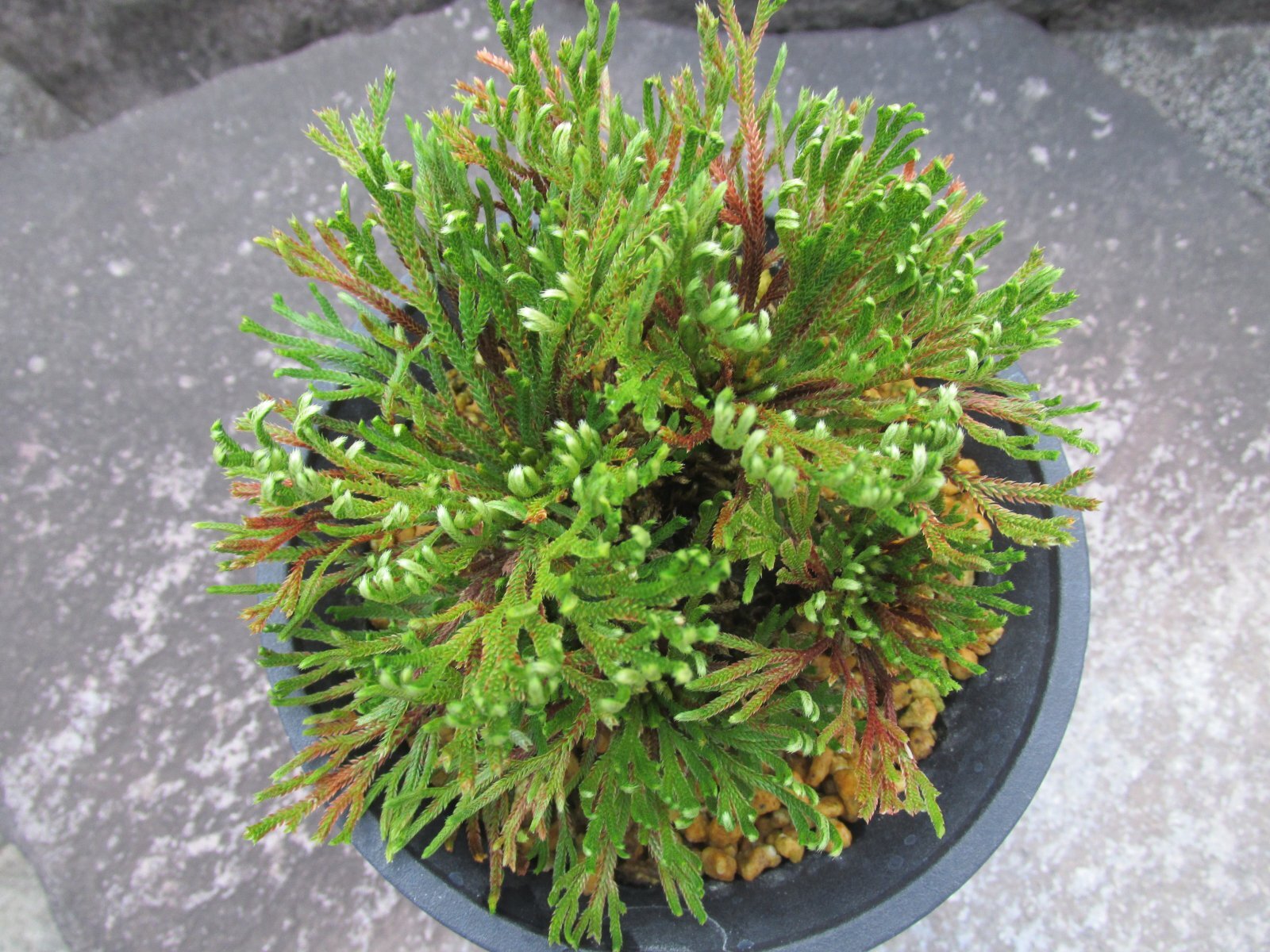 画像3: 尾鷲錦　（4.5号プラ）
