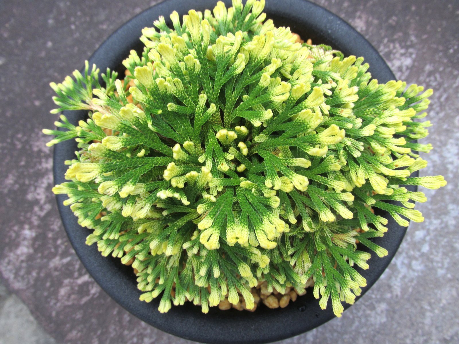 画像3: 紫金襴　（5号プラ）