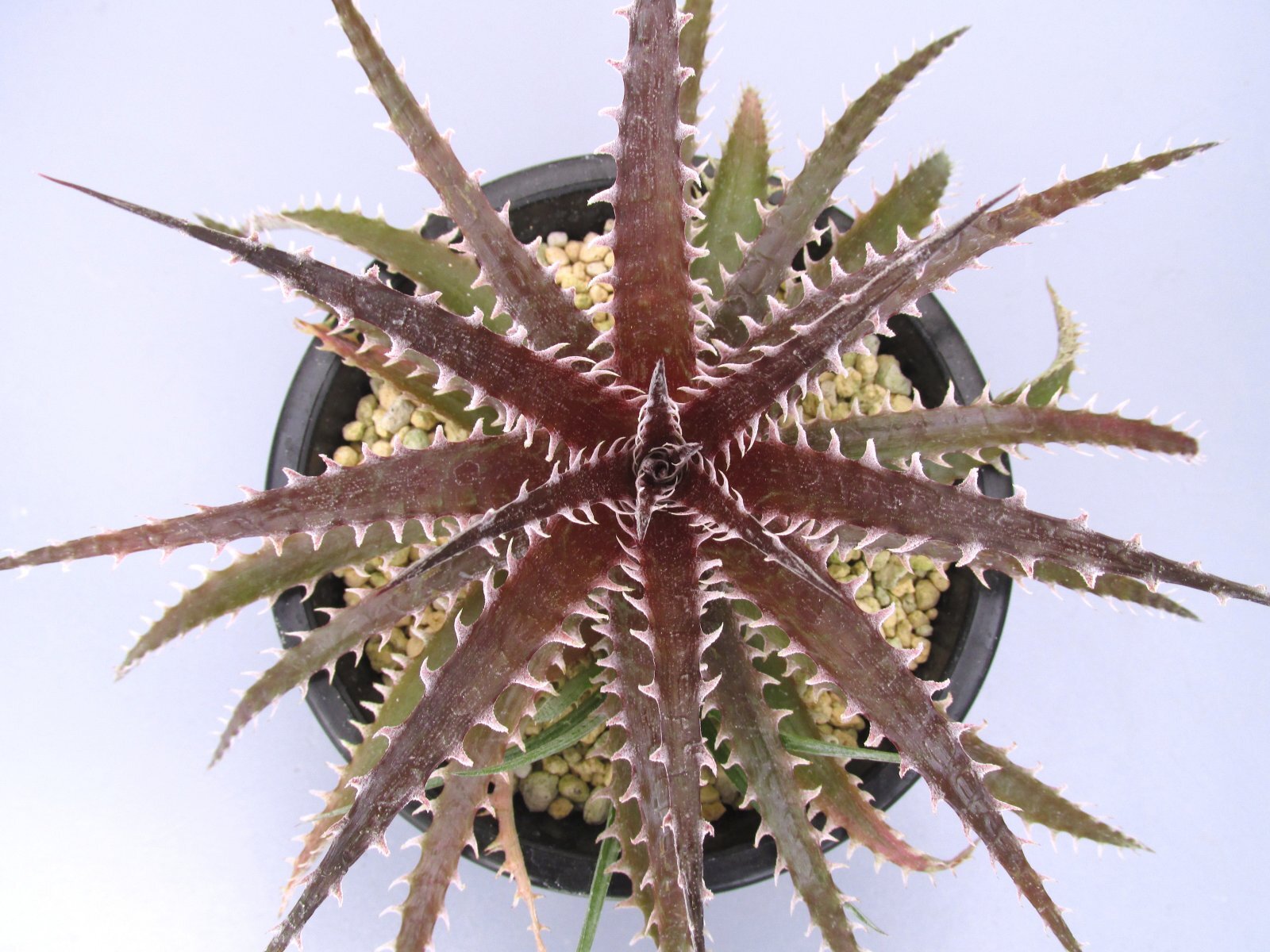 画像1: ディッキア交配種