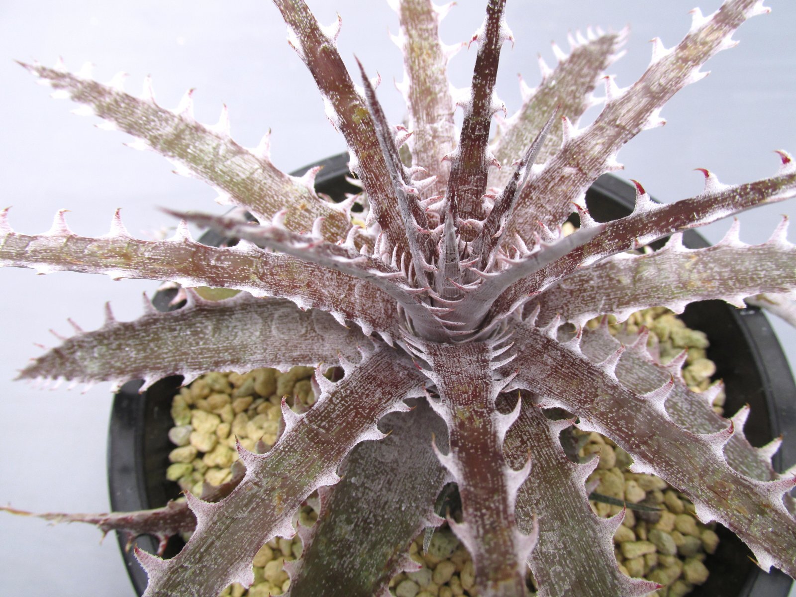 画像3: ディッキア交配種