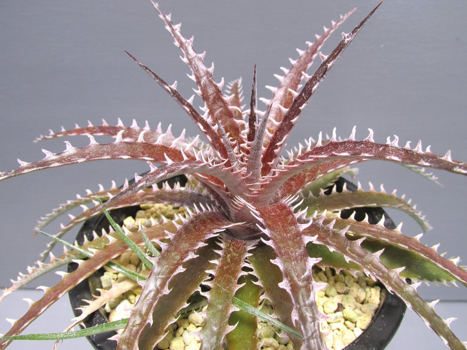 画像2: ディッキア交配種