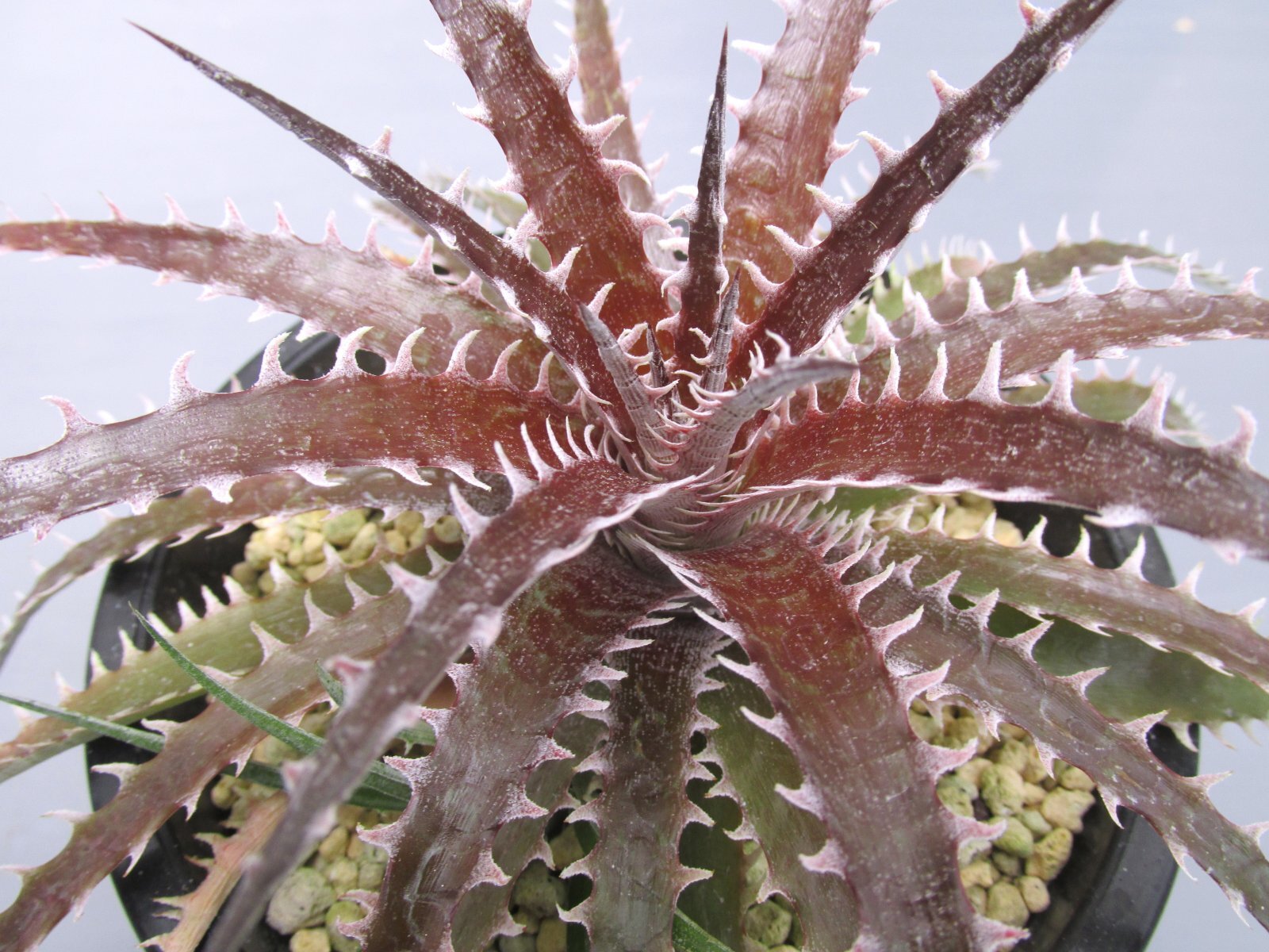 画像3: ディッキア交配種