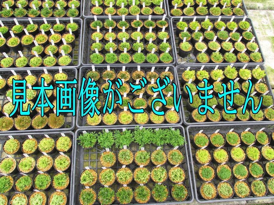 画像1: 紅満月　2.5Ｐ