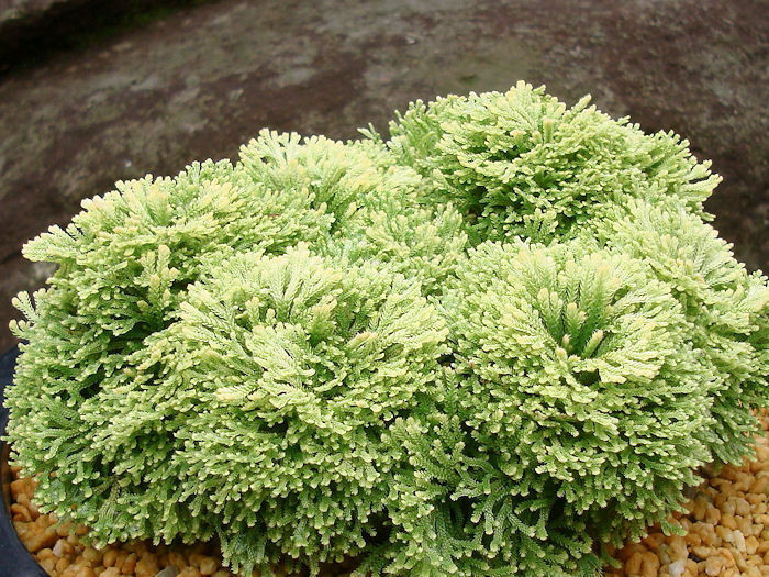 画像1: 金牡丹　2.5Ｐ
