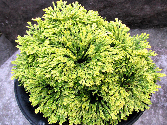 画像1: 古金襴　2.5Ｐ