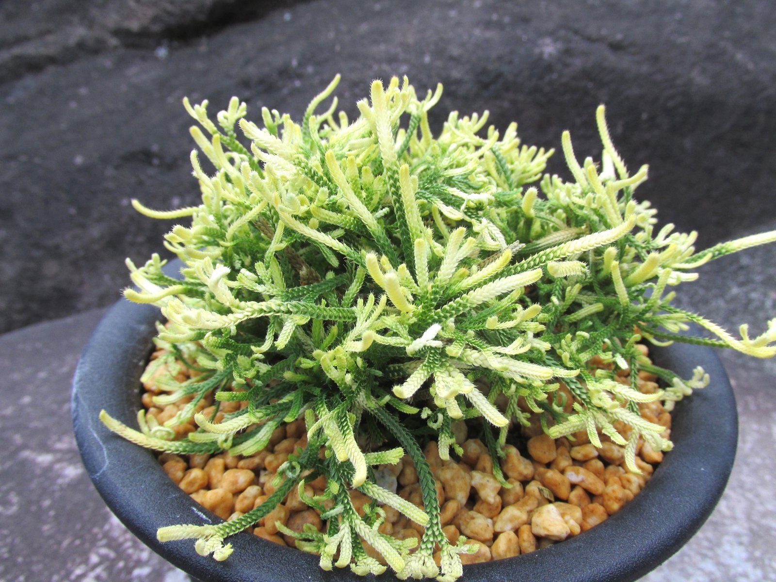 画像2: 龍王獅子　（5号プラ）
