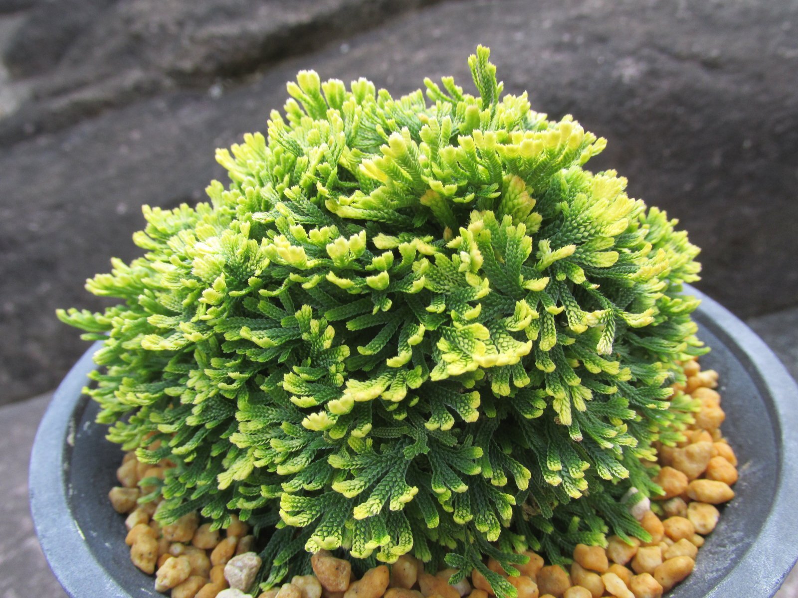 画像2: 鳳明殿　（4.5号プラ）