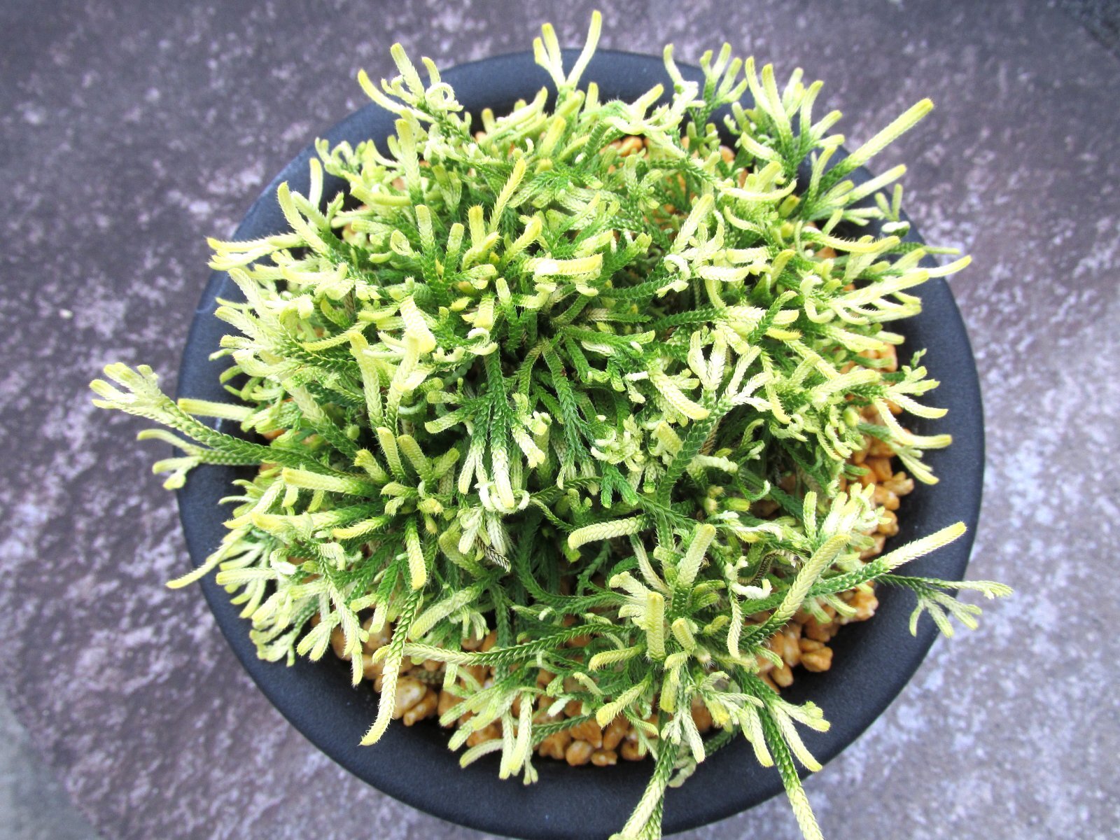 画像3: 龍王獅子　（5号プラ）