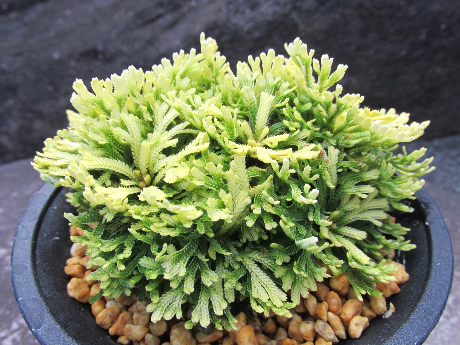 画像2: 三恵ノ華　（4号プラ）