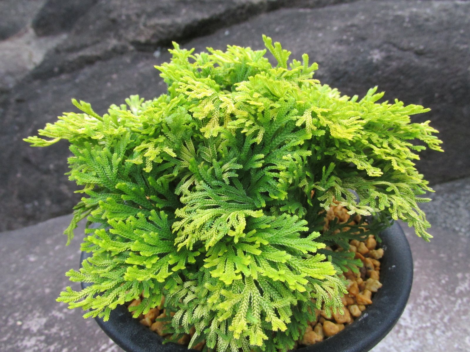 画像2: 黄華　（5号プラ）