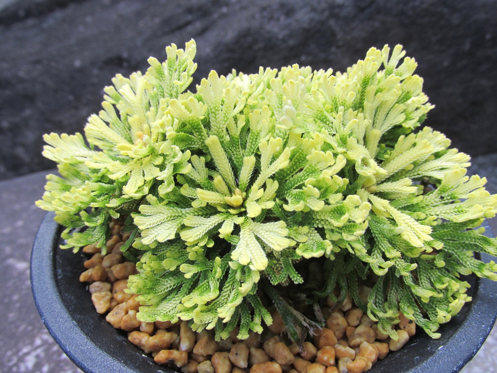 画像1: 三恵ノ華　（4号プラ）