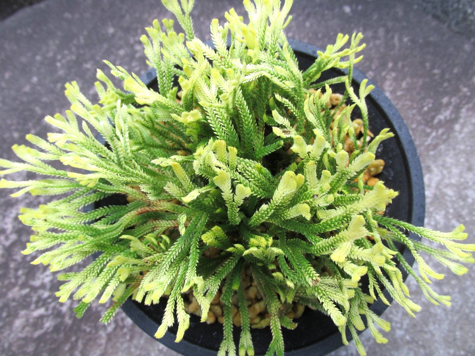 画像3: 鶴之舞　（4.5号プラ）
