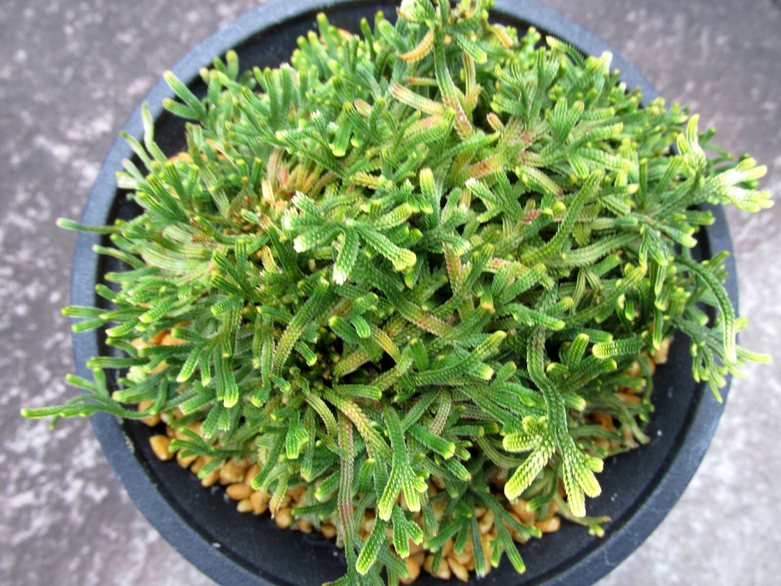 画像3: 至宝ノ舞　（4.5号プラ）