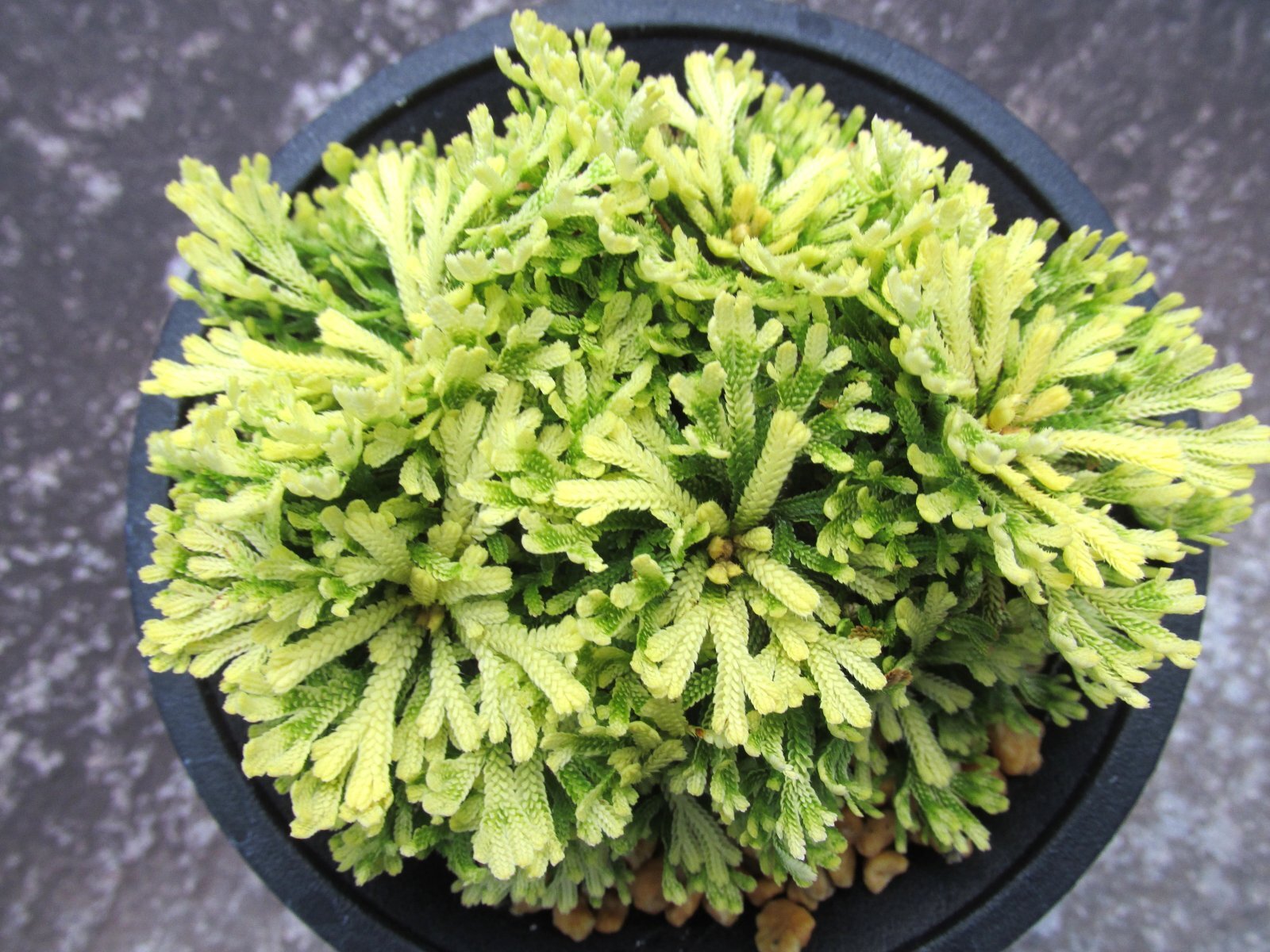 画像3: 三恵ノ華　（4号プラ）