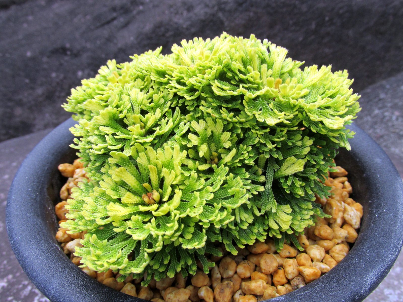 画像2: 華牡丹　（5号プラ）