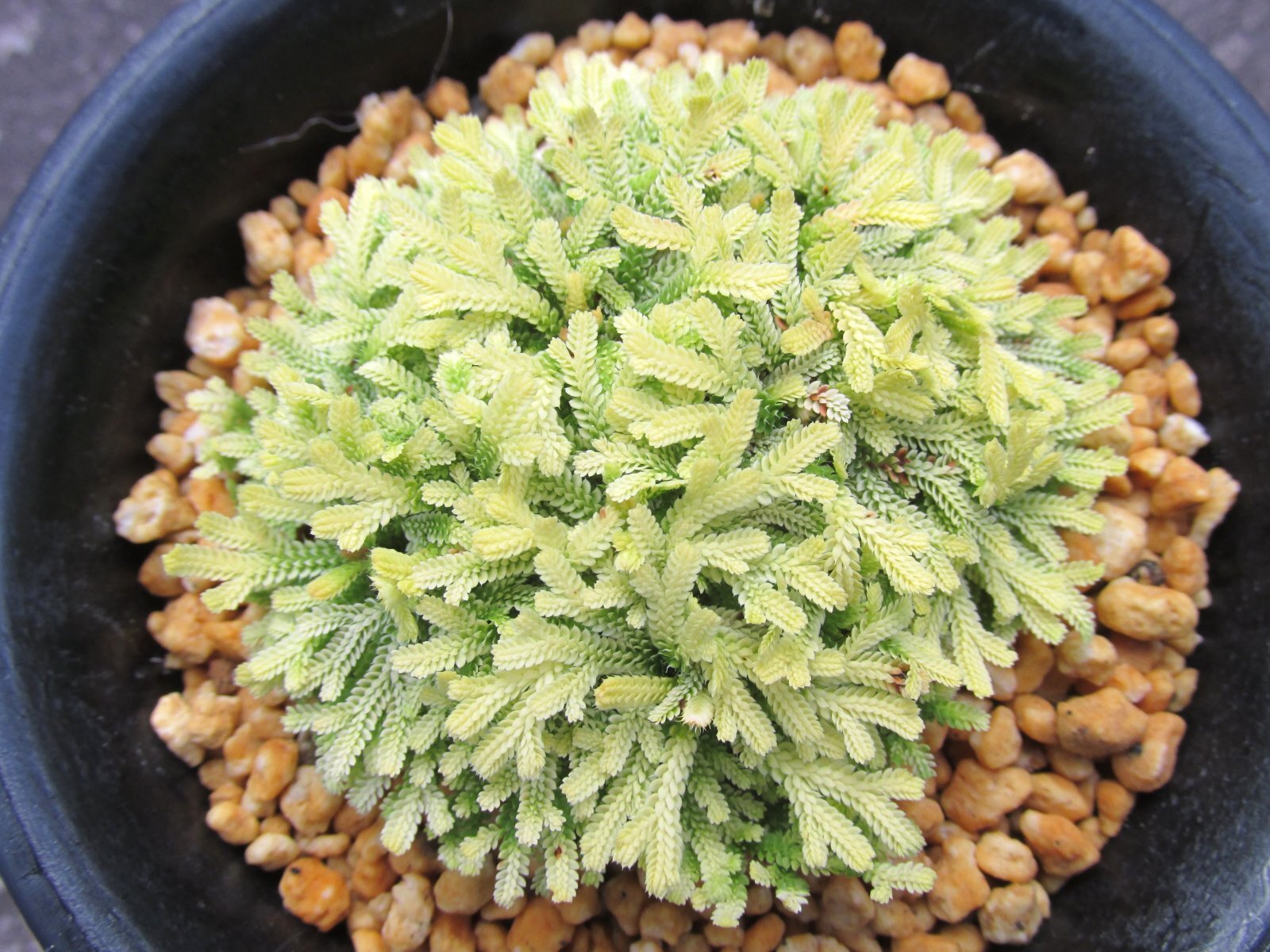 画像2: イワヒバ珍稀種【光鳳ノ華】（3.5号プラ鉢）