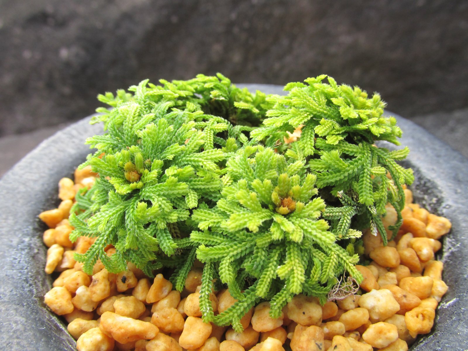 画像3: イワヒバ珍稀種【勾玉】（3.5号京楽鉢）