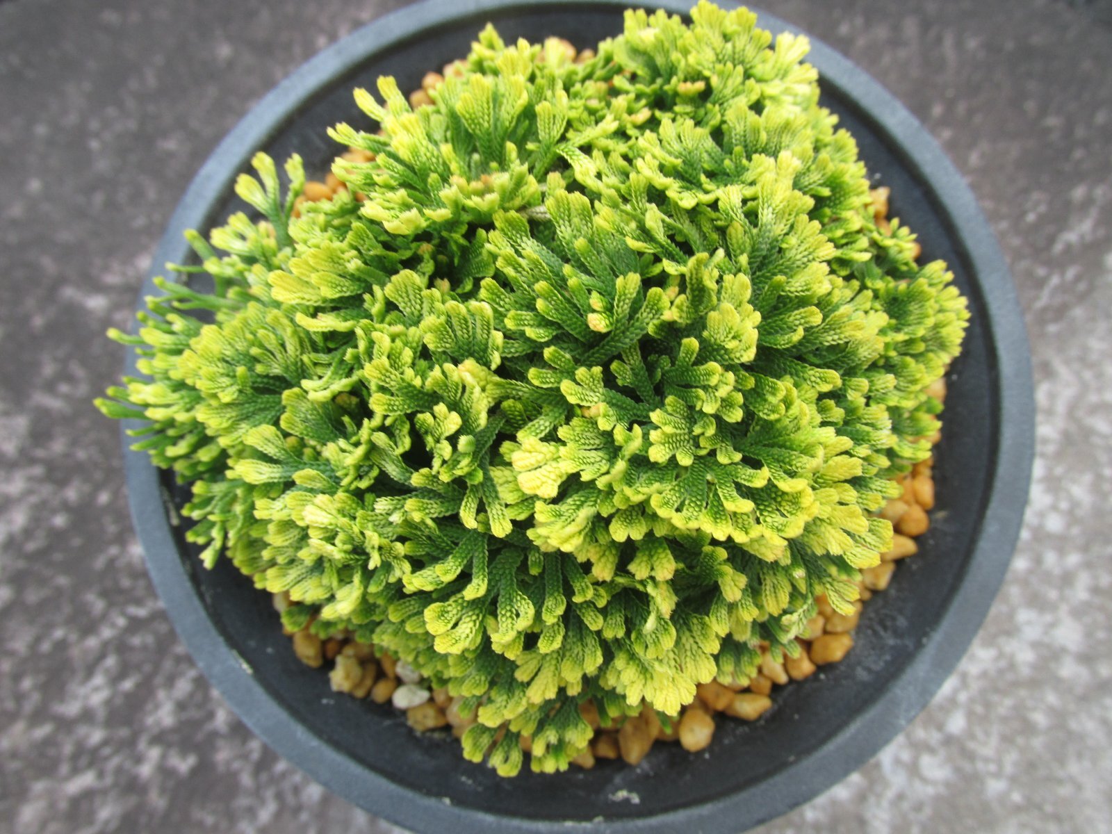 画像3: 鳳明殿　（4.5号プラ）