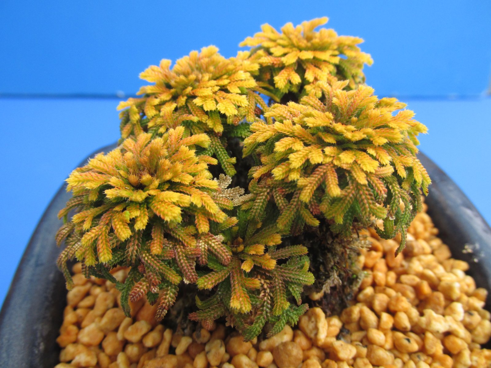 画像: イワヒバ珍稀種【勾玉】（3.5号京楽鉢）