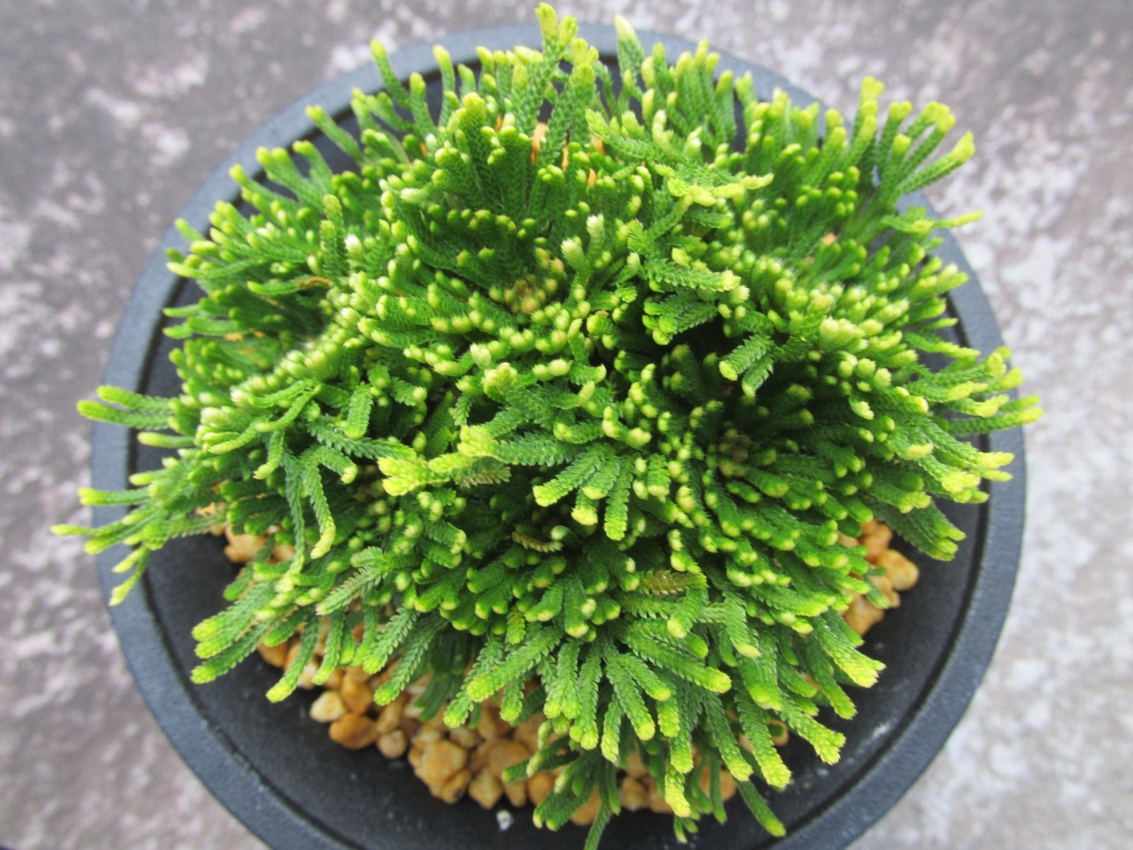 画像3: 和楽錦　（4号プラ）