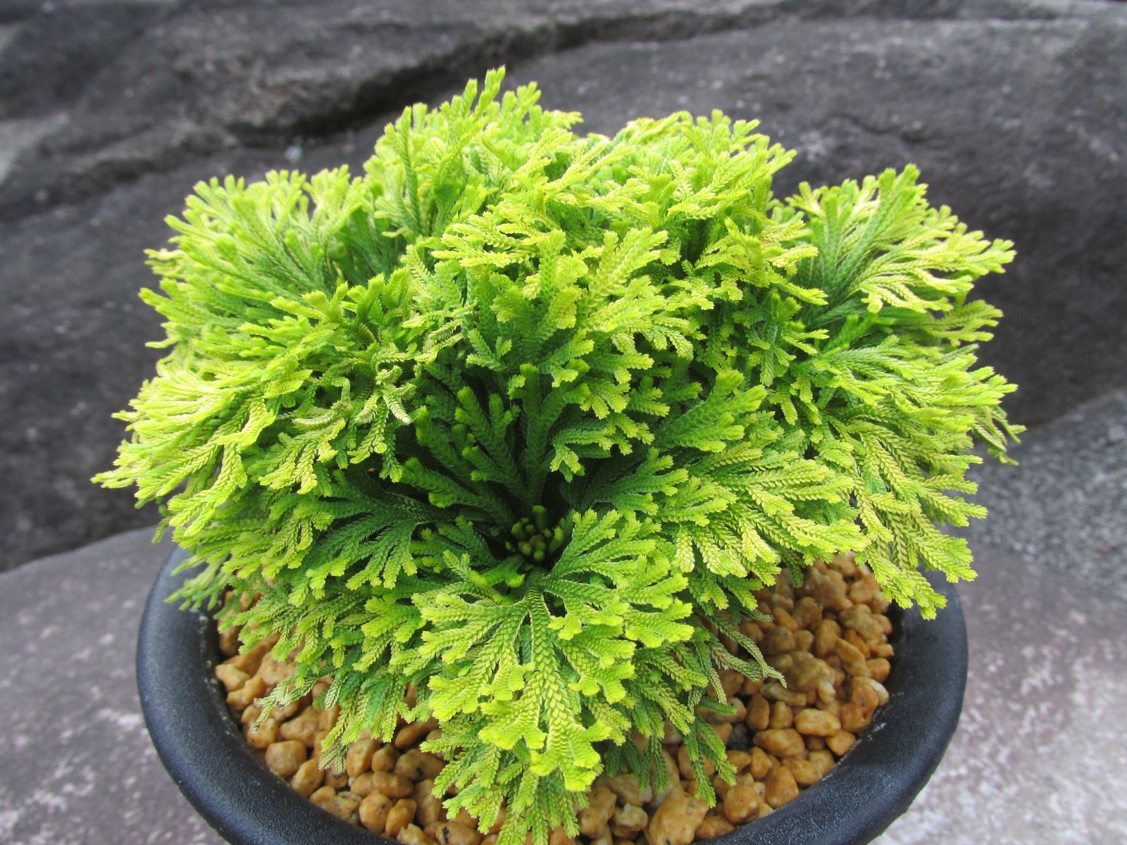 画像1: 黄華　（5号プラ）