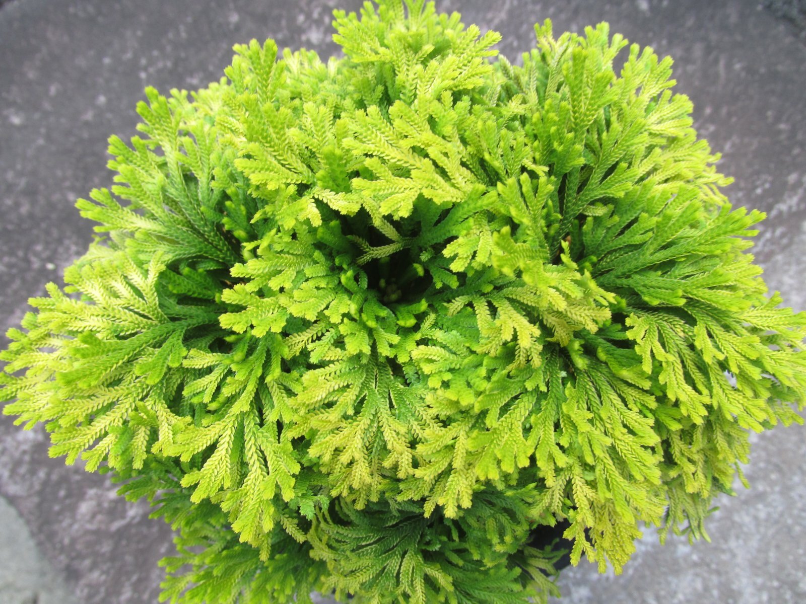 画像3: 黄華　（5号プラ）