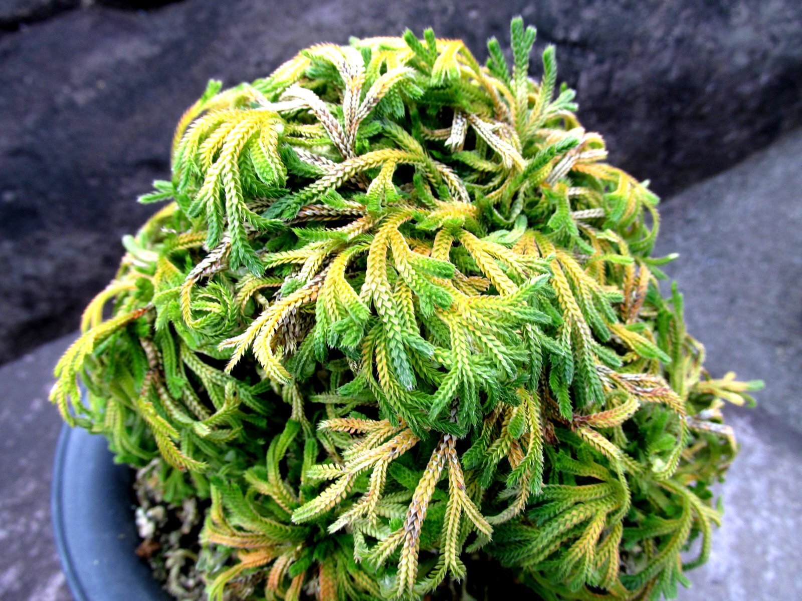 画像: 暁獅子　（4.5号プラ）