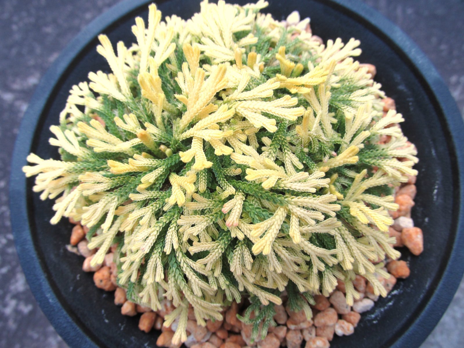 画像3: 豊色錦　（4.5号プラ）