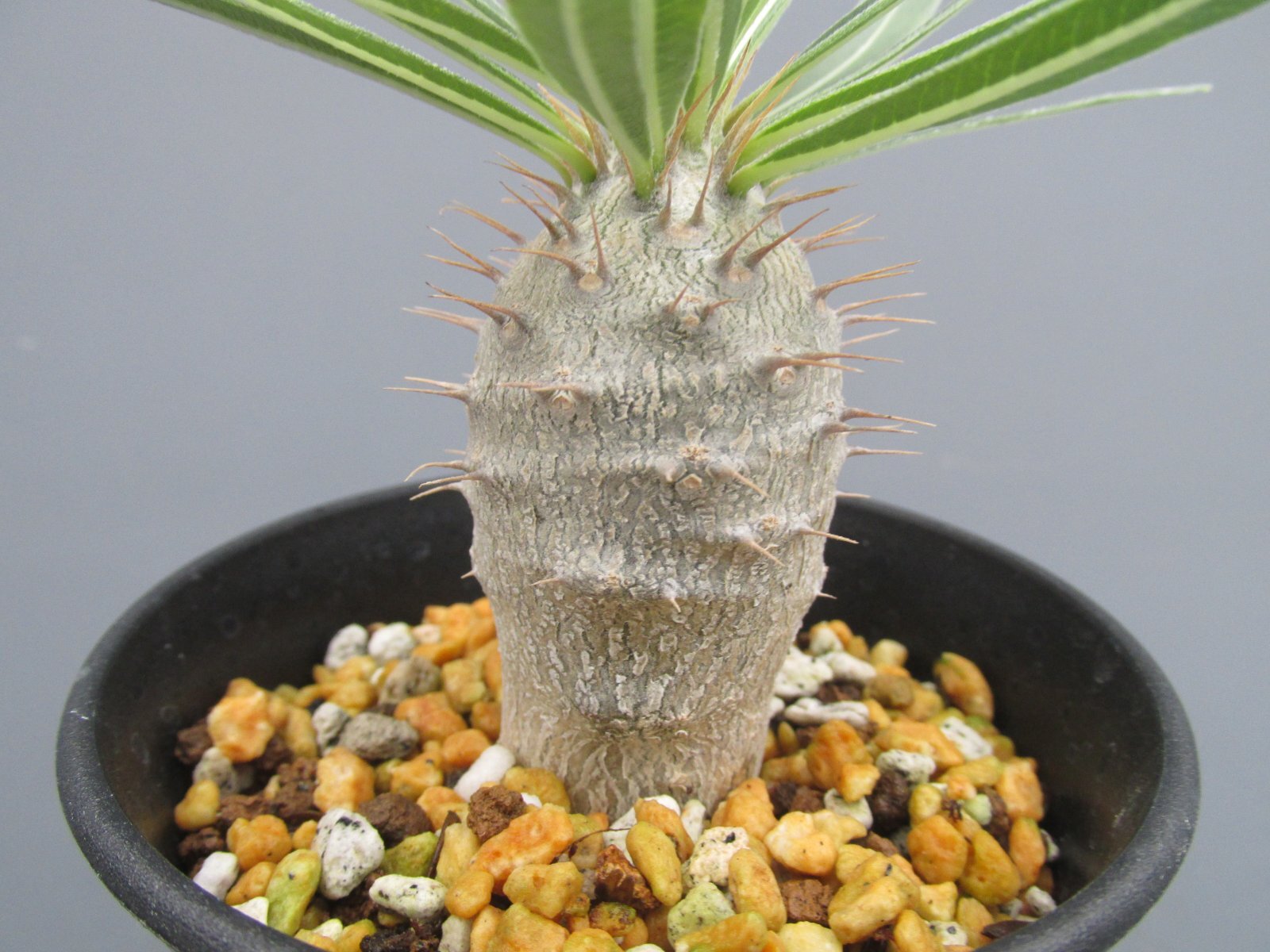 画像2: パキポディウム・グラキリス　（3号）