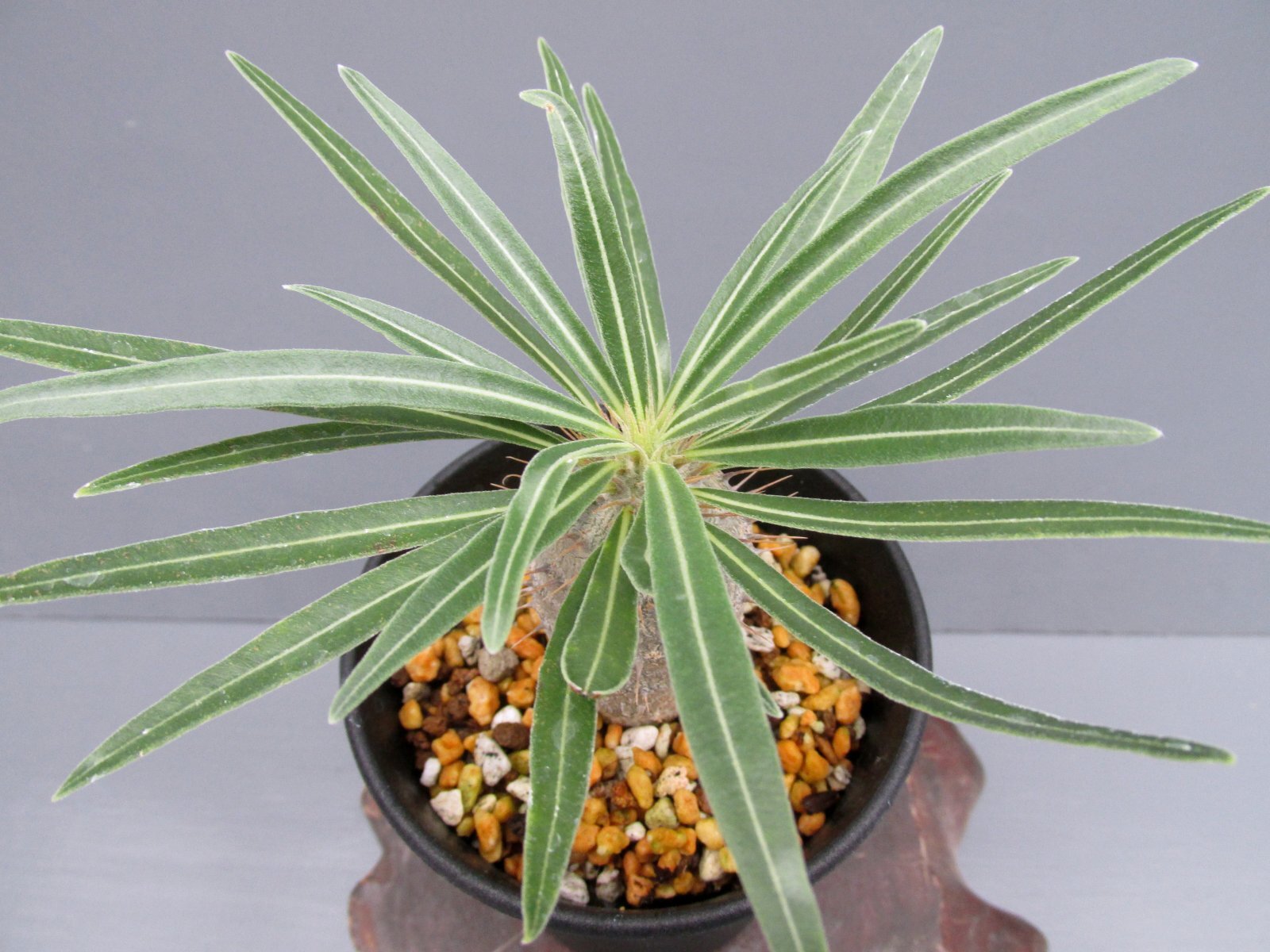 画像3: パキポディウム・グラキリス　（3号）