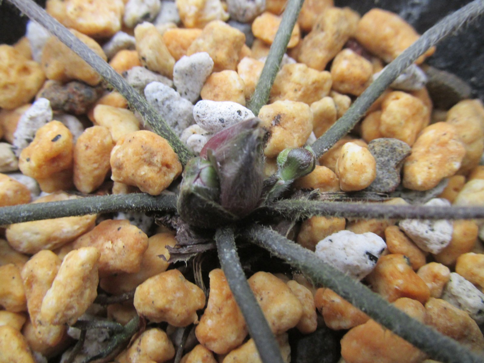 画像: 雪割草選別花　025（大1芽株/3.5号プラ鉢 ）