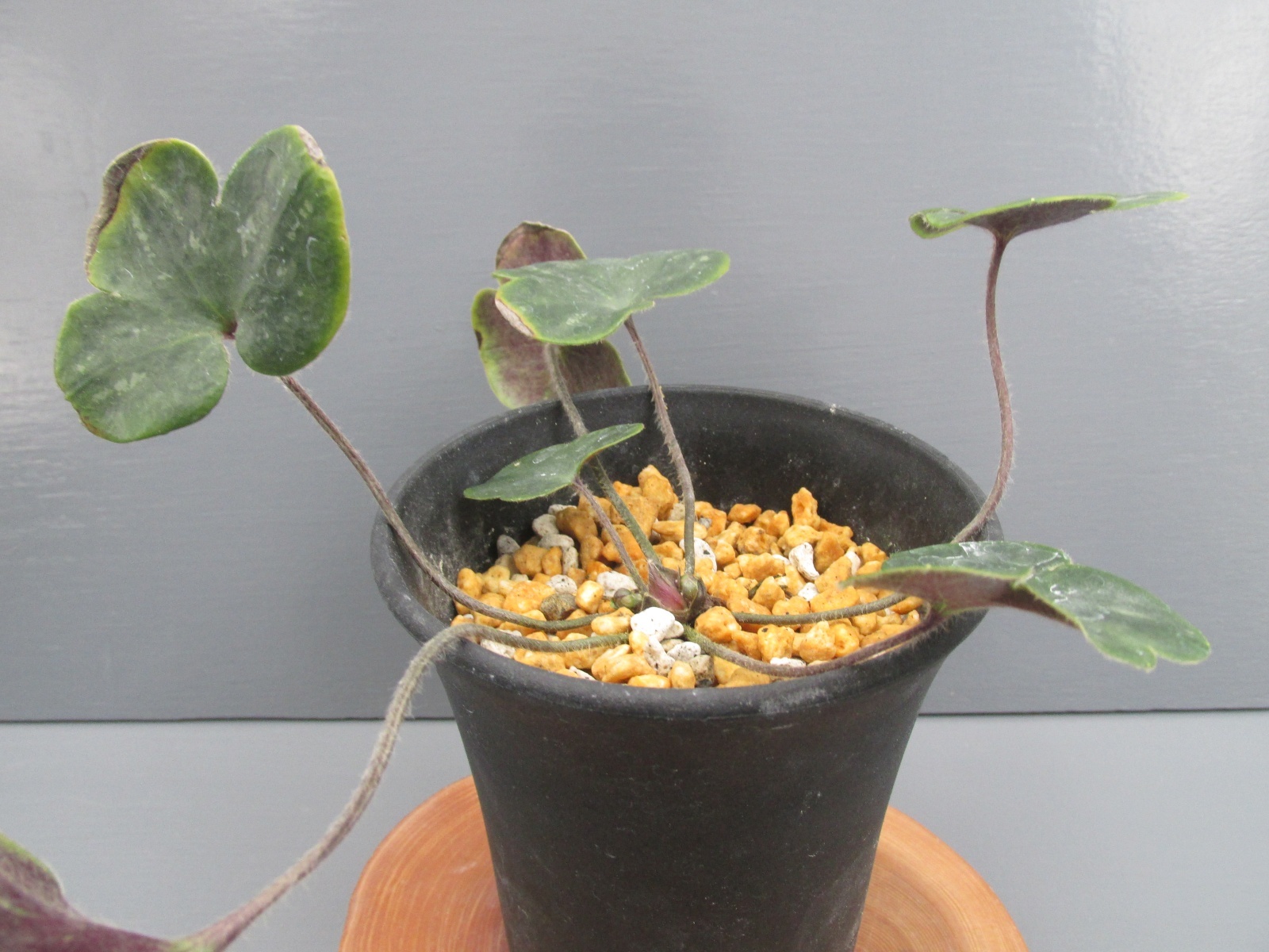 画像: 雪割草選別花　025（大1芽株/3.5号プラ鉢 ）