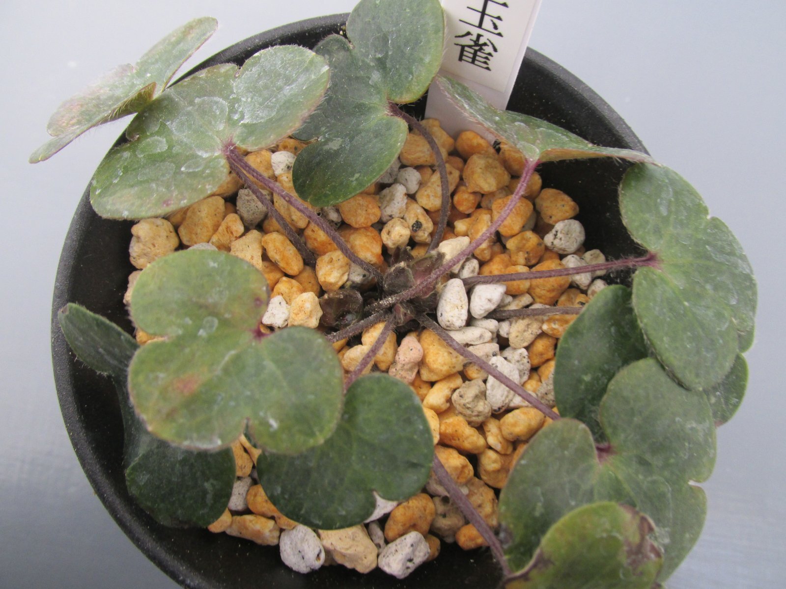 画像: 雪割草銘品【玉雀】（大2芽株）