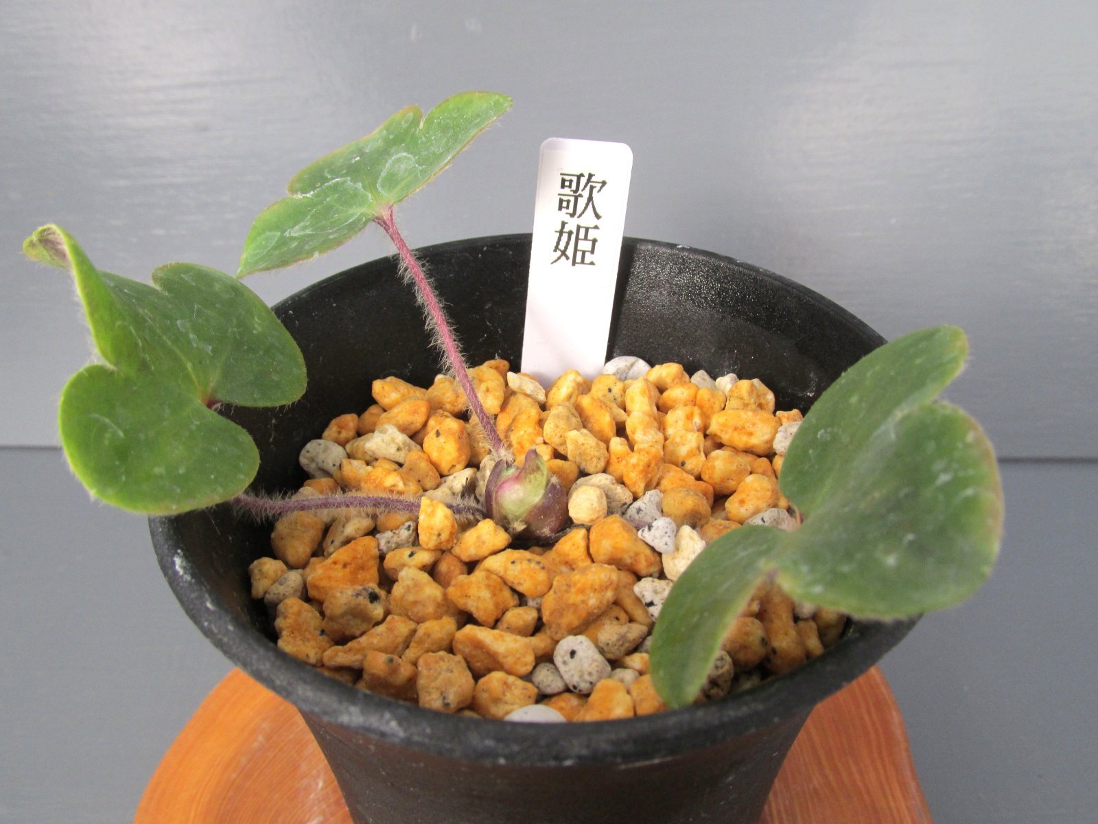 画像: 雪割草銘品【歌姫】（大1芽株）