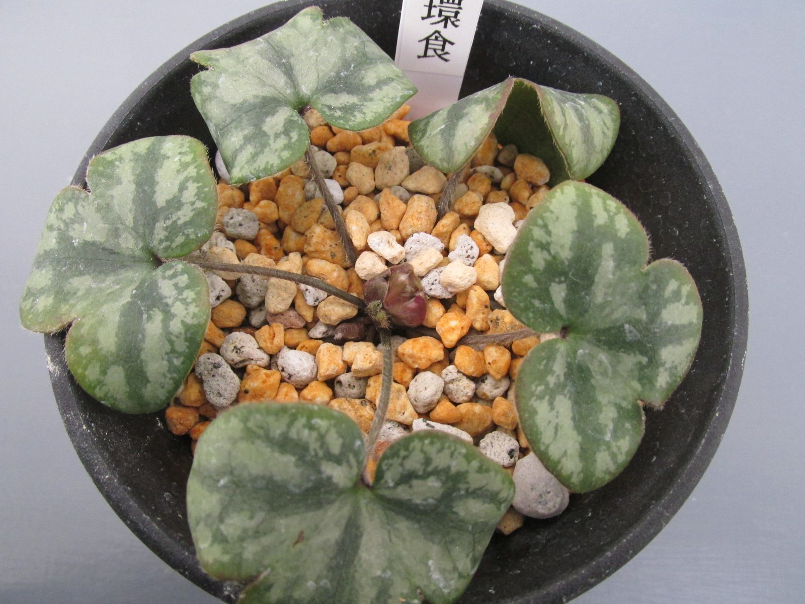 画像: 雪割草銘品【金環食】（大1芽株）