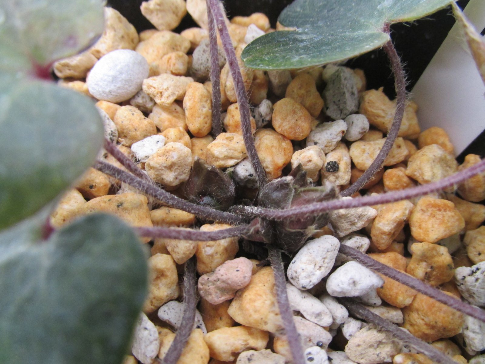 画像: 雪割草銘品【玉雀】（大2芽株）